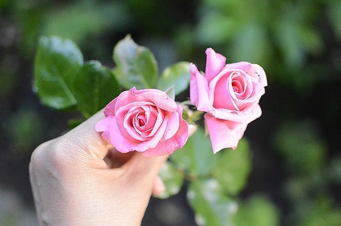 My new fabric line Mon Beau Jardin is here! By Nadra Ridgeway of ellis & higgs for Penny Rose Fabrics / Riley Blake Designs